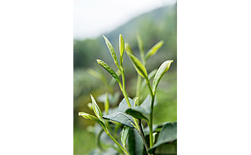 茶葉二維碼防偽標(biāo)簽可以帶來哪些優(yōu)勢價值已經(jīng)特點?